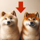 shiba inu dogecoin