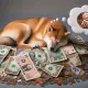 shiba inu sleeping