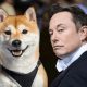 Doge Elon Musk
