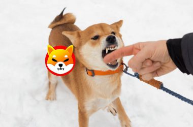Shiba Inu Bites Biting