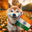 Shiba Inu India