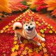 SHIB AUTUMN LEAVES