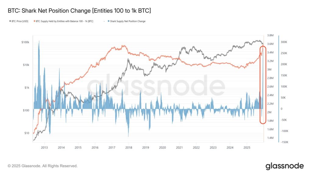 Bitcoin whale puchases